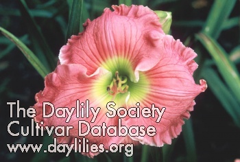 Daylily Magnificent Pink Frisbee